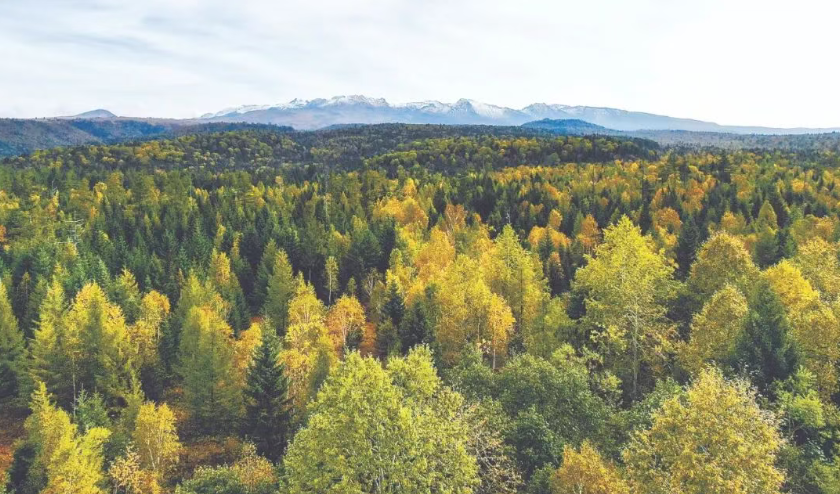 吉林省林业和草原局